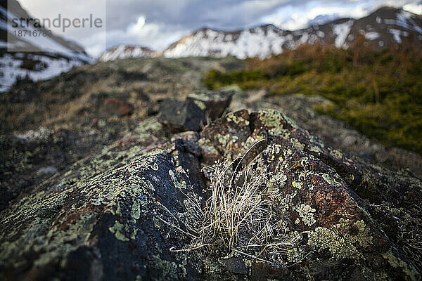 Nahaufnahme von bunten Flechten und einem blühenden Gras in einem alpinen Becken in der Never Summer Wilderness  Colorado.