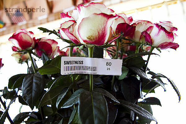 Ein Strauß Fair-Trade-Rosen mit der Aufschrift „Sweetness“ steht für den Versand zum Valentinstag von Nevado Roses in Ecuador bereit.