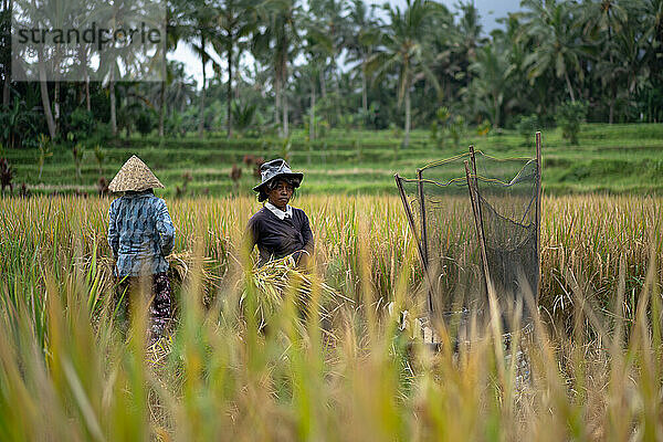 Frauen ernten Reis manuell und trocknen den Reis. Bali.