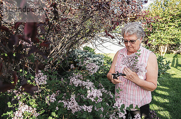 Ältere Frau schneidet mit Gartenscheren Fliederblüten vom Fliederstrauch ab.