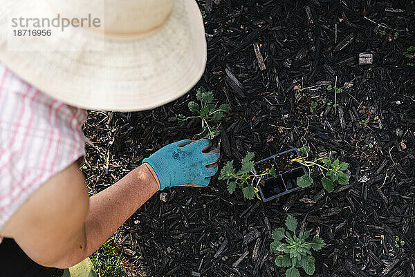 Draufsicht einer älteren Frau mit Hut  die Blumen in einem Garten pflanzt.