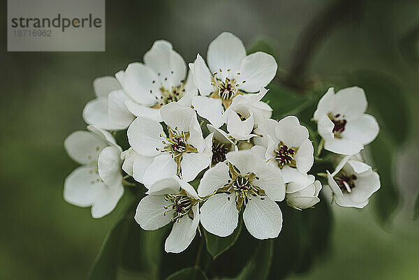 Nahaufnahme von weißen Blumen  die im Frühling an einem Baum blühen.