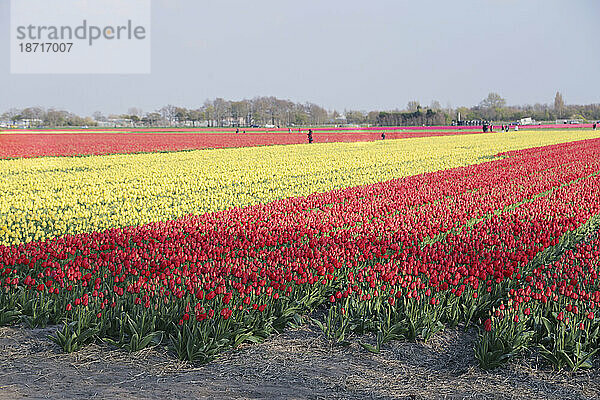 Ein Tulpenfeld voller roter und gelber Blumen in den Niederlanden
