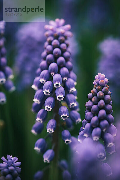 Nahaufnahme von violetten Traubenhyazinthenblüten in einem Garten.