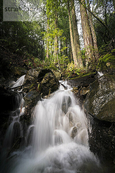 Wasserfall im kalifornischen Wald