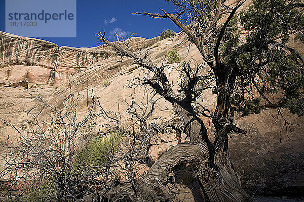 Baum und Klippen im Grand Gulch in Utah.