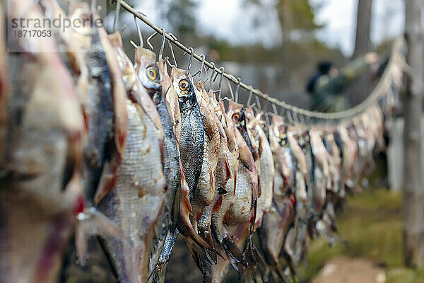 Ausgenommener Fisch trocknet online  Tichwin  Sankt Petersburg  Russland