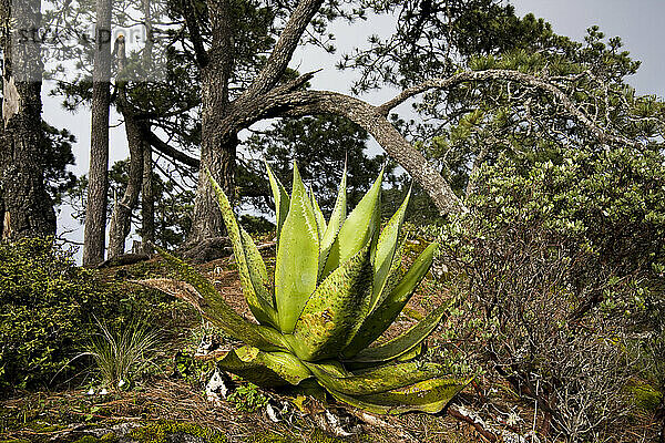 Eine große Maguey-Pflanze am Aussichtspunkt oberhalb von Benito Juarez in den Sierra Norte-Bergen  Bundesstaat Oaxaca  Mexiko.