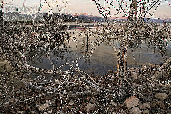 Totes Gestrüpp am Ufer des Theodore Roosevelt Lake in Zentral-Arizona.