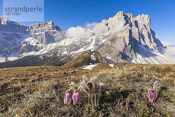 Blühende Anemonenblüten in der Forcella de Furcia  Dolomiten  Puez-Geisler