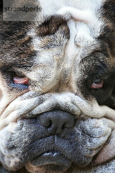 Eine müde englische Bulldogge