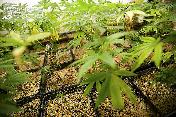 Ein Tablett mit jungen Marihuanapflanzen in einem Anbauraum für medizinisches Marihuana in Kalifornien