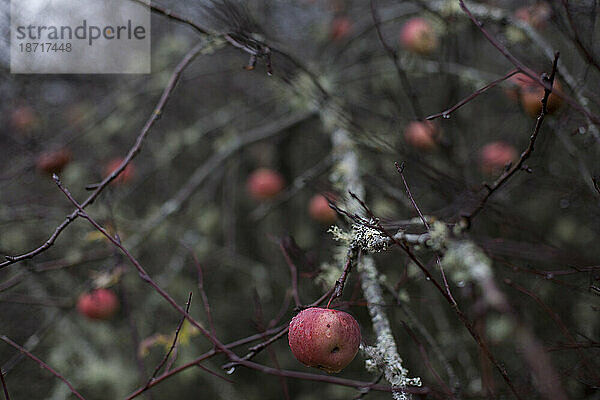 Rote Äpfel verfaulen an einem Baum in einem Wintergarten in der Nähe von Vancouver  Washington.