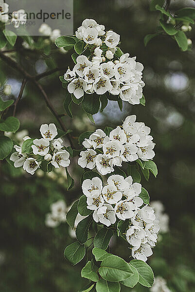 Nahaufnahme von weißen Blüten und Knospen an einem Baum  der im Frühling blüht.