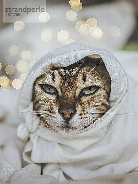 Porträt einer getigerten Katze mit Licht-Bokeh