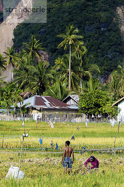 Menschen arbeiten im Reisfeld  Banda Aceh  Sumatra  Indonesien