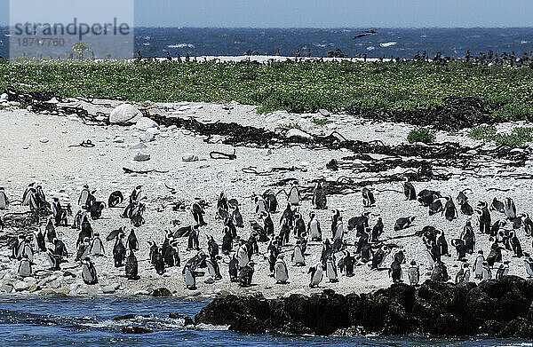 Afrikanischer Pinguin (Spheniscus demersus)  Dyer Island  Walker Bay  Gansbaai  Westkap  Südafrika