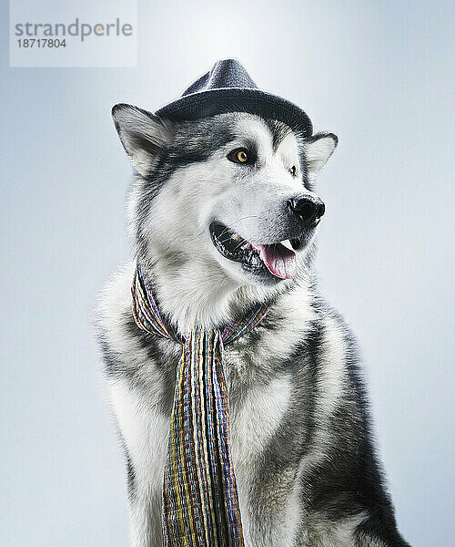 Hund in einem Fotostudio posiert als Model. Menschliches Handeln.