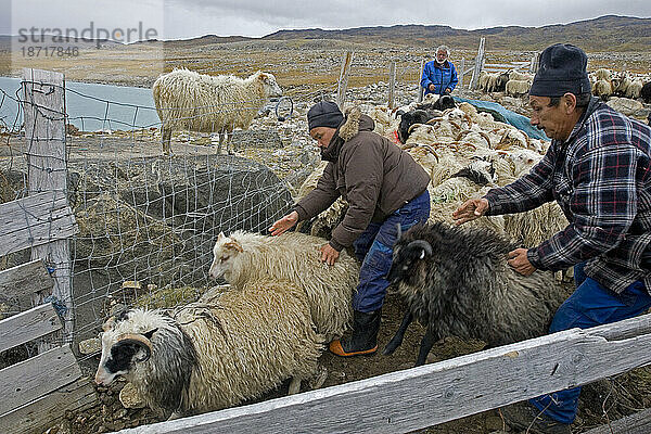 Zusammentreiben von Schafen in der Nähe von Qassiarsuk  Grönland.