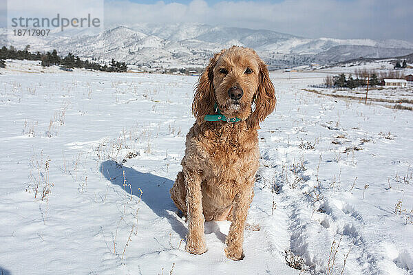 Hund im verschneiten Feld mit Bergen im Hintergrund