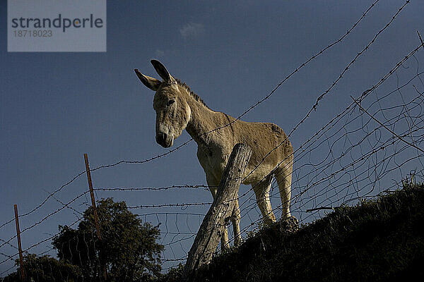 Ein Esel blickt hinter einem Stacheldrahtzaun in Prado del Rey  Provinz Cádiz  Andalusien  Spanien  am 6. April 2010 hervor.