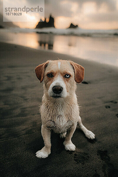 Hund am Strand bei einem Sommersonnenuntergang