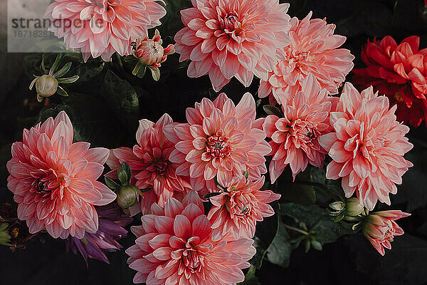 Blick aus der Vogelperspektive auf rosa Dalias-Blumen