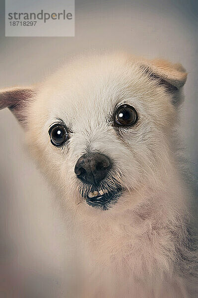 Ein weißer  lockiger Mischlingshund verzieht während einer Porträtsitzung das Gesicht.