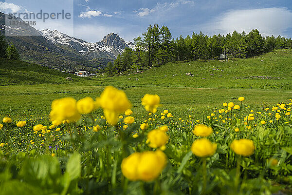 Blüte des gelben Hahnenfußes  Malojapass  Schweiz