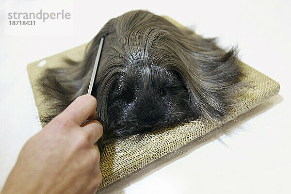 Ein Sheltie-Meerschweinchen wird von seinem Besitzer gepflegt  bevor es am 24. Januar 2009 auf der Bradford Excel Small Animal Show in Harrogate  North Yorkshire  England  beurteilt wird.