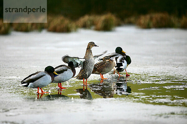 Eine Ente breitet ihre Flügel aus und steht mit anderen Enten an einem halb zugefrorenen Teich  Ellingstring  North Yorkshire  England.