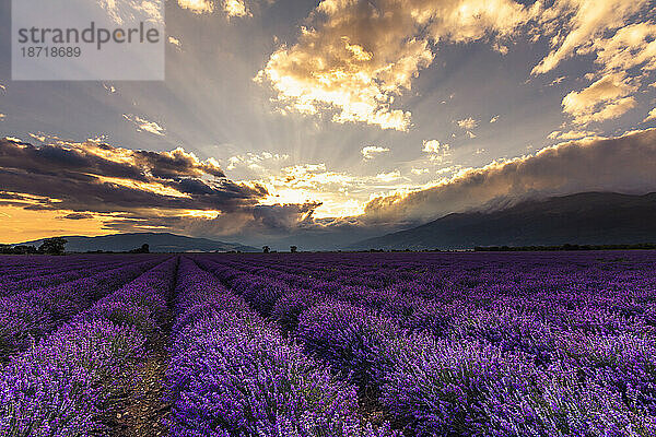 Riesiges Lavendelfeld bei Sonnenaufgang