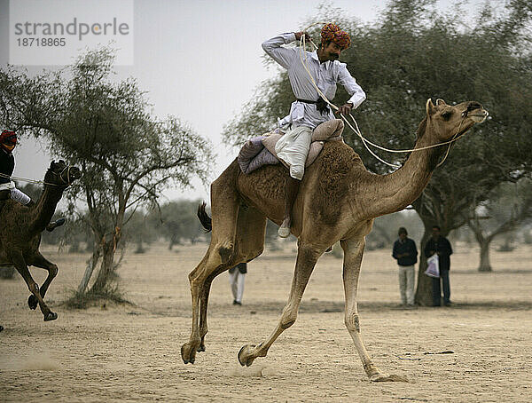 Das Kamelfest in Bikaner  Rajasthan  Indien.