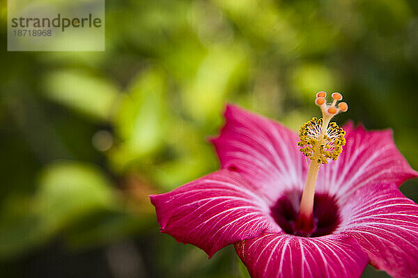 Pinke Blume