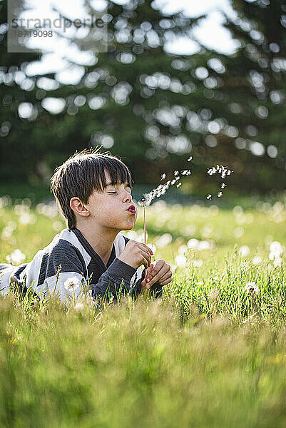 Kleiner Junge liegt auf dem Gras und bläst Samen von einer Löwenzahnblüte.