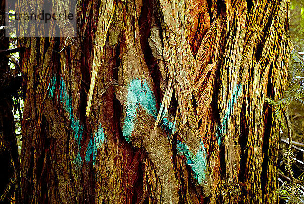 Garcia River Forest Redwood-Bäume  die zum Schutz der Tierwelt mit blauer Farbe markiert sind.