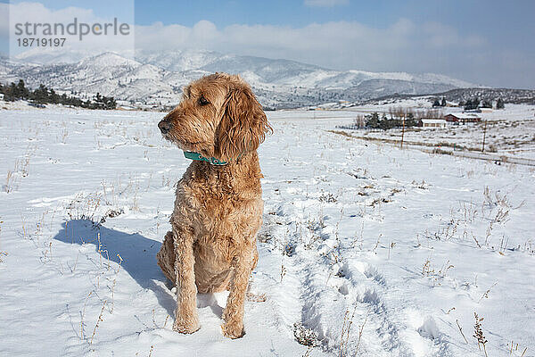 Hund schaut nach links im Schnee mit Bergen im Hintergrund