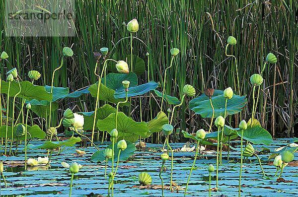 Lotuspflanzen (Nelumbo nucifera) blühen in einem privaten Teich in Durham  Maine