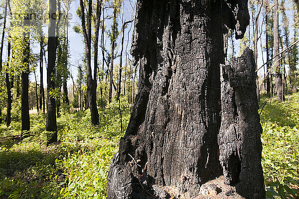 Verbrannter Wald in der Nähe von Marysville  einer der am stärksten betroffenen Gemeinden der katastrophalen australischen Buschbrände 2009 im Bundesstaat Victoria. 173 Menschen wurden getötet und Mann