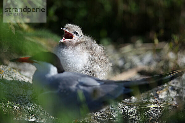 Flussseeschwalbe  Sterna hirundo  auf Eastern Egg Rock Island  Maine.