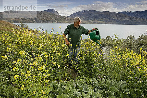 Ein Mann baut Gemüse auf einem Grundstück in einem Fjord östlich von Nuuk  Grönland  an.