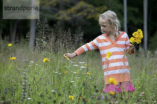 Junges Mädchen schneidet Wildblumen auf einem Feld.