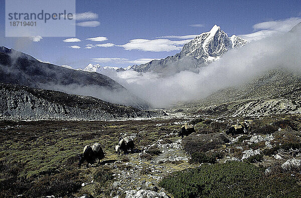 Yak-Karawanen vermischen sich in einer atemberaubenden Landschaft  umgeben von den Bergen Nepals.