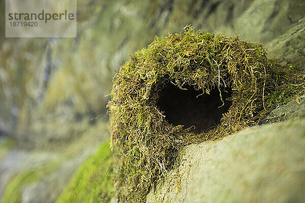 Nest der Amerikanischen Wasseramsel (Cinclus mexicanus).