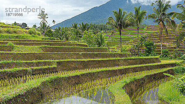 Reisterrassen führen zu einem riesigen  mit Dschungel bedeckten Berg