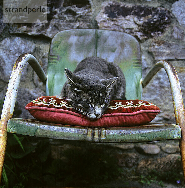 Eine Katze schläft auf einem Kissen auf einem Vintage-Gartenstuhl aus Metall neben einer Steinmauer  Boulder  Colorado