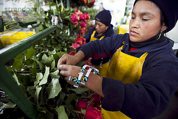 Eine Blumenarbeiterin bringt „Fair Trade“-Aufkleber auf zertifizierten Rosen auf der Nevado Rose Farm in Latacunga  Ecuador an.