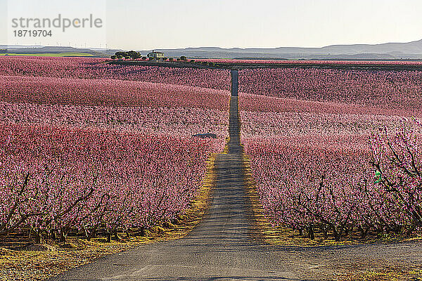 Erstaunliche Landschaft mit blühenden Pfirsichbäumen. Rosa Meer in Aitona