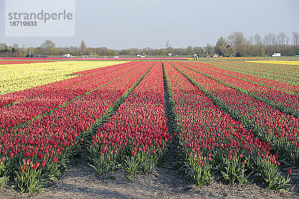 Reihen leuchtend roter Tulpen in Lisse  Niederlande