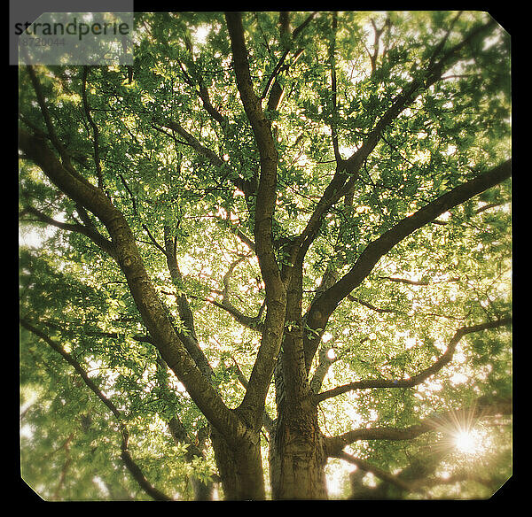 Zürgelbaum bei Sonnenaufgang.